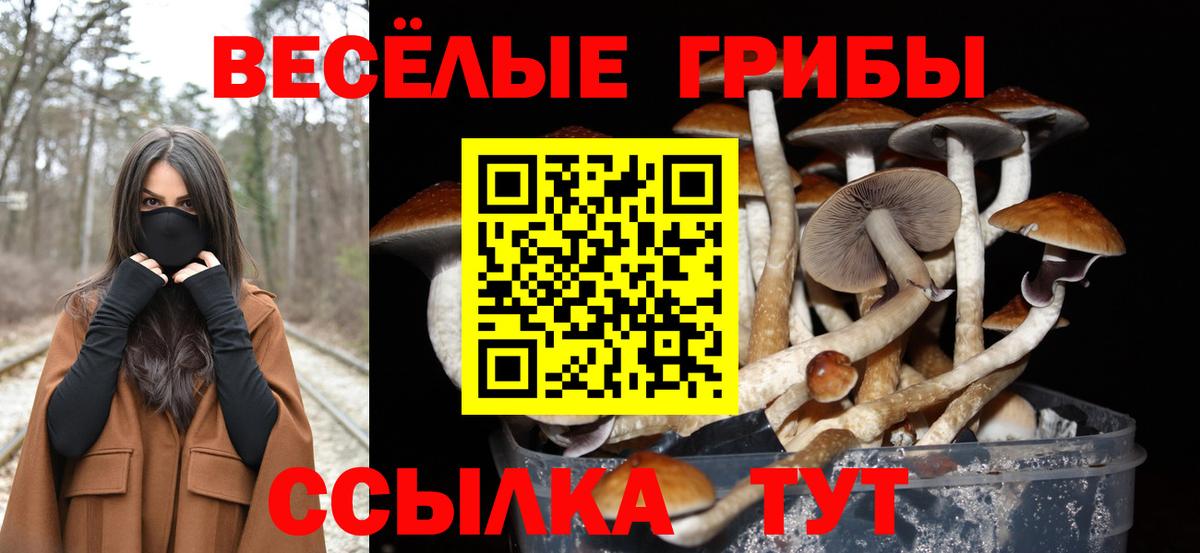 Людиново  Псилоцибиновые грибы прущие грибы  Вход с VPN  Псилоцибиновые грибы мицелий 